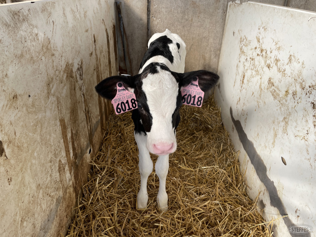 (12  Head) Holstein heifer calves